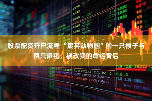 股票配资开户流程 “废弃动物园”的一只猴子与两只豪猪，被改变的命运背后
