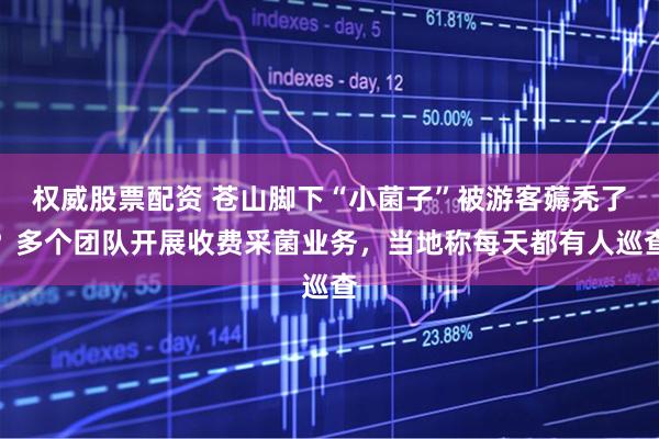 权威股票配资 苍山脚下“小菌子”被游客薅秃了？多个团队开展收费采菌业务，当地称每天都有人巡查