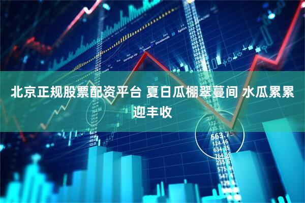 北京正规股票配资平台 夏日瓜棚翠蔓间 水瓜累累迎丰收